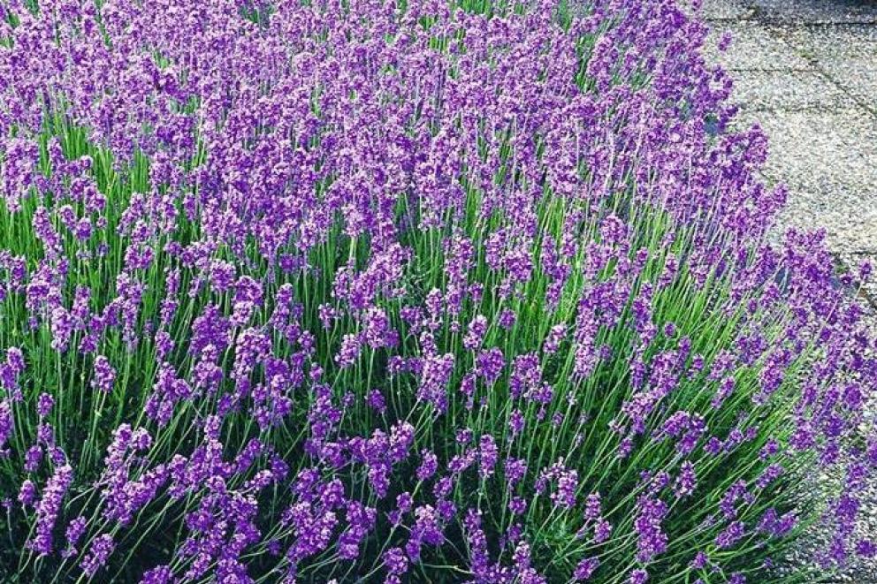 Lavendel, bio deva kruidentinctuur